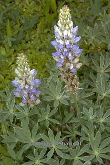 lupinus lepidus var sellulus 1 graphic